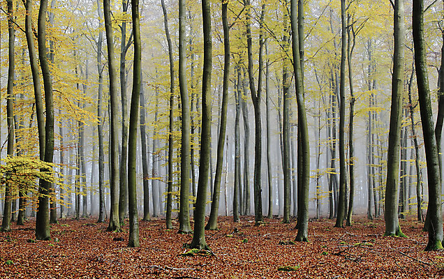 포토 JPG 해외이미지 나무 단풍 자연 사람없음 가로 파란색 안개 가을 숲 관목 장면 뿌연 삼림지대 해외202004 해외포토 식물 계절 컬러 잎 날씨 생태계 파일형식 이미지허브