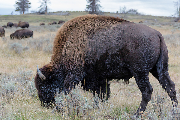 포토 JPG 해외이미지 나무 동물 공원 야생동물 여행 포유류 자연 하늘 초식동물 생물 털 뿔 사람없음 야외 가로 초록색 갈색 노란색 검은색 미국 코트 가을 큼 들소 북쪽 송아지 구성 와이오밍 전국 해외202004 해외포토 식물 계절 공공시설 새끼 컬러 북아메리카 외투 소 크기 방향 생태계 파일형식 이미지허브