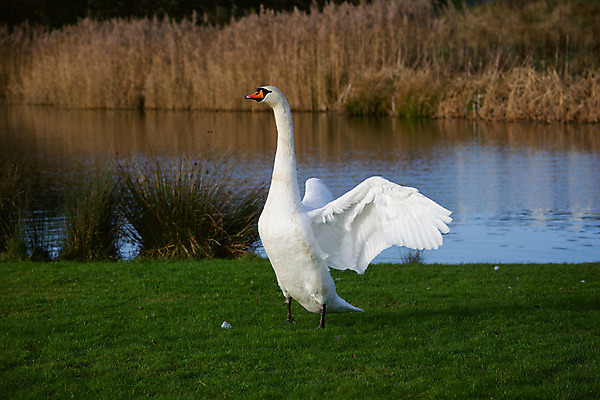 포토 JPG 해외이미지 호수 야생동물 이동 청소년 자연 조류 사람없음 물 강 연못 개울 행운 수비 둥지 공격 깃털 백조 영토 물새 보호구역 초식 해외202004 해외포토 자연요소 동물 컨셉 모션 사람 생태계 구역 파일형식 이미지허브