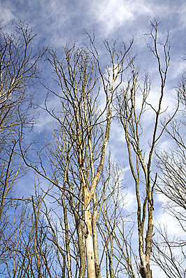 포토 JPG 해외이미지 나무 식물 계절 실루엣 백그라운드 잎 겨울 자연 날씨 건조 사람없음 야외 목재 환경 검은색 힘 추위 금지 흰색 나뭇가지 시골 죽음 고독 큼 과수원 서리 가뭄 잡동사니 흐림 내추럴 고립 벌거벗은 수목 옛날 혼자 해외202004 해외포토 감정 컬러 농업 재료 촬영기법 크기 생태계 파일형식 이미지허브