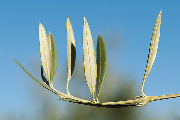 포토 JPG 해외이미지 나무 식물 문화 음식 백그라운드 잎 농업 채소 과일 재료 자연 건강 식이요법 요리 사람없음 초록색 평화 흰색 나뭇가지 막대기 닫기 선택 은색 지중해 허브 심볼 상쾌 유기농 올리브 원예 섬유 내추럴 숙성 채식주의자 해외202004 해외포토 웰빙 열매 감정 산업 바다 컬러 컨셉 모션 취미 직물 생태계 채식 파일형식 이미지허브