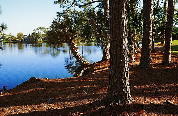 포토 JPG 해외이미지 계절 호수 물결 여행 자연 풍경 사람없음 가로 물 여름 파란색 야자수 햇빛 미국 신선 숲 열대기후 이국적 그리너리 플로리다 해외202004 해외포토 자연요소 나무 컬러 북아메리카 태양 생태계 파일형식 트랜드컬러 이미지허브