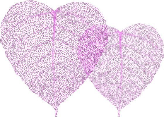 EPS 해외이미지 모양 식물 실루엣 선 분홍색 결혼 백그라운드 잎 2 꽃무늬 패턴 일러스트 자연 결혼식 발렌타인데이 사랑 그래픽 빨간색 흰색 하트 묘사 그림 질감 윤곽 약혼 정맥 고립 해외202004 해외일러스트 꽃 감정 컬러 무늬 데이이벤트 촬영기법 이벤트 생태계 약속 혈관 파일형식 벡터 이미지허브