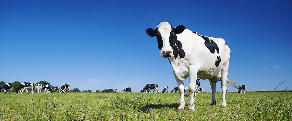 포토 JPG 해외이미지 동물 여자 산업 밭 농업 포유류 자연 생물 건강 파노라마 서기 풍경 사람없음 초록색 여름 농장 농경지 머리 검은색 가축 봄 소고기 우유 흰색 시골 소 닫기 방목 땅 호기심 밭일 찰과상 해외202004 해외포토 계절 감정 컬러 컨셉 모션 유제품 촬영기법 육류 사람 신체부위 축산업 상처 생태계 파일형식 이미지허브