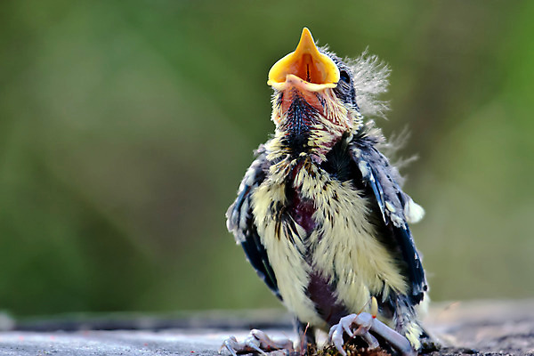 포토 JPG 해외이미지 야생동물 발 자연 조류 사람없음 가로 초록색 파란색 컬러풀 노란색 검은색 외침 봄 회색 흰색 오픈 역사 깃털 싱글 부리 발가락 내추럴 구성 동물상 발톱 해외202004 해외포토 동물 계절 컬러 신체부위 조형물 소리 생태계 파일형식 이미지허브