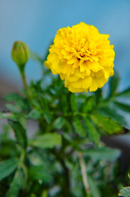 포토 JPG 해외이미지 식물 계절 꽃 백그라운드 꽃무늬 밭 오렌지 자연 사람없음 장식 빨간색 초록색 여름 컬러풀 노란색 새싹 환경 정원 봄 활발 성장 벚꽃 가을 물방울 축하 신선 원형 신용카드 개화 닫기 소프트포커스 묘사 원예 보케 내추럴 블러 영원 해외202004 해외포토 도형 컬러 컨셉 무늬 농업 과일 모션 촬영기법 취미 금융 생태계 파일형식 이미지허브