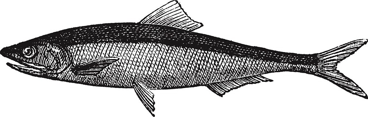 EPS 해외이미지 유럽 일러스트 미술 사람없음 검은색 흰색 스케치 그림 판화 옛날 청어 해외202004 해외일러스트 나라 컬러 문화예술 어류 파일형식 벡터 이미지허브