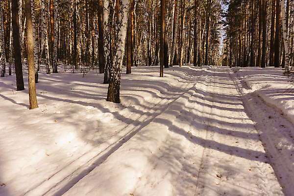 포토 JPG 해외이미지 나무 계절 공원 백그라운드 캐나다 겨울 자연 하늘 아침 날씨 노르웨이 핀란드 풍경 사람없음 야외 목재 파란색 빛 햇빛 환경 맑음 얼음 검은색 봄 추위 흰색 나뭇가지 소나무 숲 4월 속도 에코 러시아 장면 자작나무 생태학 눈내림 해외202004 해외포토 주간 자연요소 식물 공공시설 교육 유럽 컬러 북아메리카 재료 눈_날씨 북유럽 태양 날짜 생태계 파일형식 이미지허브