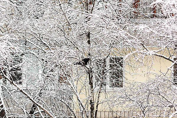 포토 JPG 해외이미지 나무 동물 계절 공원 야생동물 백그라운드 크리스마스 겨울 자연 조류 하늘 날씨 새로움 주택 앉기 사람없음 야외 목재 빨간색 컬러풀 갈색 환경 얼음 검은색 회색 추위 흰색 나뭇가지 도시 숲 작음 12월 연도 깃털 서리 부리 까마귀 내추럴 동물상 눈내림 해외202004 해외포토 자연요소 식물 공공시설 기념일 컬러 컨셉 재료 모션 눈_날씨 건물 조형물 날짜 크기 생태계 파일형식 이미지허브