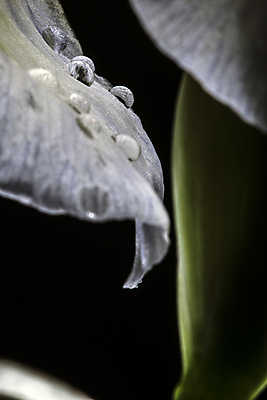 포토 JPG 해외이미지 식물 계절 꽃잎 꽃 농업 자연 전등 선물 사람없음 초록색 물 정원 희망 힘 에너지 흰색 물방울 시골 닫기 흰배경 원예 소원 붓꽃 신앙심 중력 많음 해외202004 해외포토 자연요소 감정 산업 컬러 백그라운드 컨셉 모션 조명 취미 생태계 파일형식 이미지허브