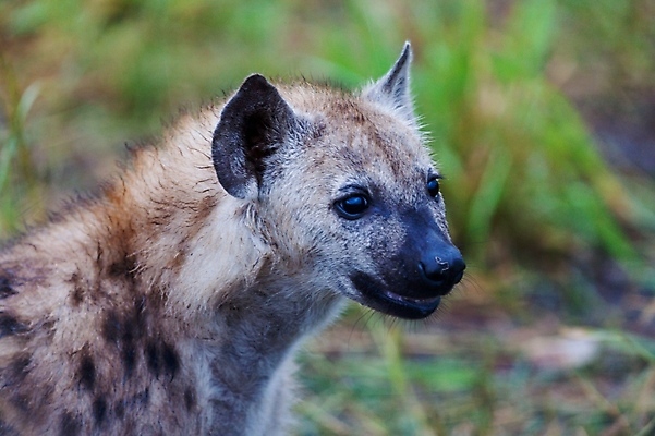포토 JPG 해외이미지 동물 응시 야생동물 여행 밭 포유류 아프리카 자연 조류 산 서기 풍경 사람없음 옆모습 가로 파란색 노란색 점 황무지 개 먹기 사파리 육식동물 분화구 송곳니 가젤 사바나 수유 열대기후 탄자니아 평야 수평선 해외202004 해외포토 시선 나라 뷰포인트 컬러 농업 모션 치아 생태계 화산 파일형식 이미지허브