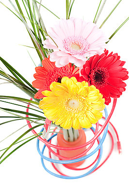 포토 JPG 해외이미지 식물 꽃잎 꽃 분홍색 꽃다발 백그라운드 잎 꽃무늬 사람없음 빨간색 초록색 노란색 꽃병 봄 전선 벚꽃 신선 개화 다발 거베라 강렬 고립 해외202004 해외포토 계절 컬러 무늬 파일형식 이미지허브