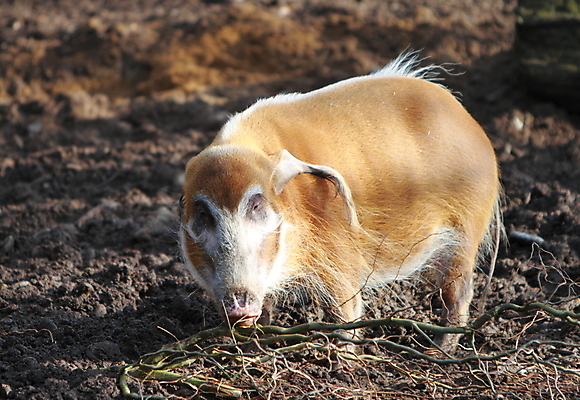 포토 JPG 해외이미지 동물 포유류 털 사람없음 줄무늬 돼지 주둥이 총구 해외202004 해외포토 무늬 파일형식 이미지허브