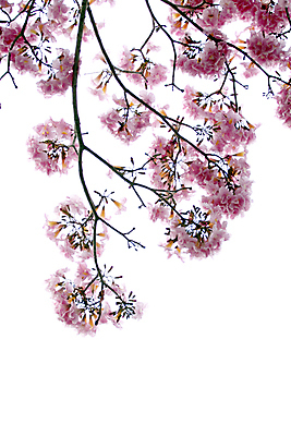 포토 JPG 해외이미지 나무 계절 꽃 겨울 꽃무늬 자연 아이디어 사람없음 정원 벚꽃 가을 나뭇가지 개화 흰배경 향기 아로마테라피 해외202004 해외포토 식물 백그라운드 컨셉 무늬 흰색 생태계 냄새 테라피 파일형식 이미지허브