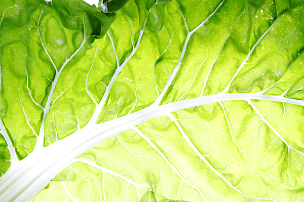 포토 JPG 해외이미지 식물 잎 패턴 추상 사람없음 초록색 봄 성장 신선 정맥 내추럴 그리너리 해외202004 해외포토 계절 컬러 무늬 혈관 파일형식 트랜드컬러 이미지허브