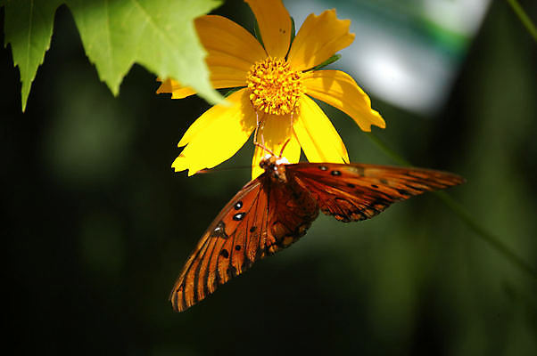 포토 JPG 해외이미지 식물 꽃 나비 곤충 날개 자연 사람없음 초록색 컬러풀 노란색 정원 원형 벌레 묘사 고립 해외202004 해외포토 도형 동물 컬러 생태계 파일형식 이미지허브