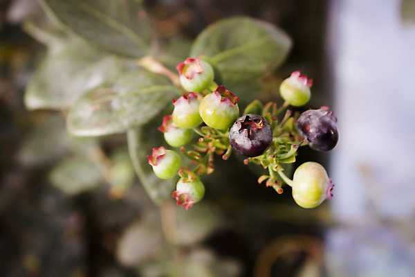 포토 JPG 해외이미지 식물 열매 음식 백그라운드 잎 농업 다이어트 과일 자연 디저트 건강 사람없음 초록색 파란색 정원 맑음 수확 나뭇가지 신선 잡기 그룹 달콤 다발 수집 관목 오브젝트 유기농 블루베리 북쪽 내추럴 고립 숙성 해외202004 해외포토 나무 웰빙 산업 컬러 모션 날씨 맛 방향 생태계 파일형식 이미지허브
