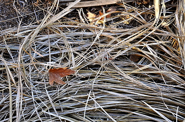 포토 JPG 해외이미지 길 잎 자연 건조 사람없음 숲 땅바닥 해외202004 해외포토 식물 바닥 생태계 파일형식 이미지허브