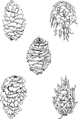 EPS 해외이미지 나무 식물 계절 야생동물 크리스마스 겨울 일러스트 자연 휴가 새로움 흑백 장식 연필 펜 검은색 흰색 소나무 숲 인쇄 스케치 연도 그림 생물학 손그림 솔방울 판화 전나무 원뿔 해외202004 해외일러스트 도형 동물 교육 기념일 컬러 컨셉 학용품 촬영기법 미술 필기구 생태계 파일형식 벡터 이미지허브