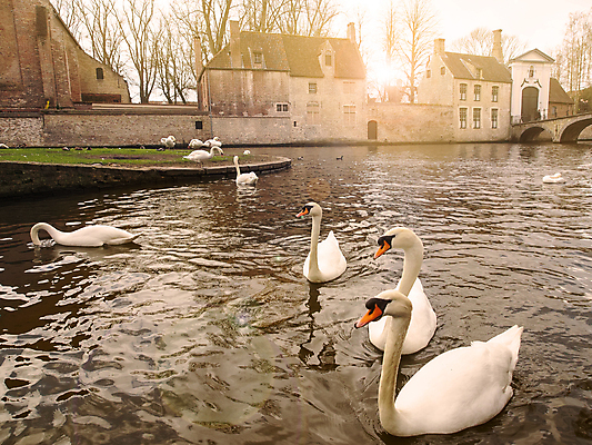 포토 JPG 해외이미지 공원 유럽 여행 건축양식 자연 주택 사람없음 야외 물 여름 강 흰색 도시 중세 역사 백조 운하 벨기에 타운 고딕 옛날 해외202004 해외포토 자연요소 계절 공공시설 건축 나라 컬러 조류 건물 생태계 서유럽 파일형식 이미지허브