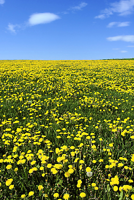 포토 JPG 해외이미지 나무 구름 꽃 도로 길 여행 밭 농업 자연 하늘 독일 따뜻함 풍경 사람없음 야외 초록색 여름 파란색 빛 햇빛 태양 노란색 환경 봄 활발 자유 시골 오픈 숲 민들레 땅 문학 천국 넘어짐 생태학 수평선 해외202004 해외포토 자연요소 식물 계절 교육 유럽 산업 컬러 컨셉 교통시설 모션 생태계 파일형식 이미지허브