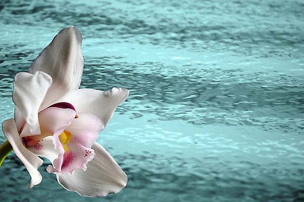 포토 JPG 해외이미지 식물 꽃 물결 분홍색 꽃무늬 자연 휴식 사람없음 물 스파 벚꽃 흰색 신선 난초 묘사 내추럴 강렬 해외202004 해외포토 자연요소 컬러 컨셉 무늬 생태계 파일형식 이미지허브