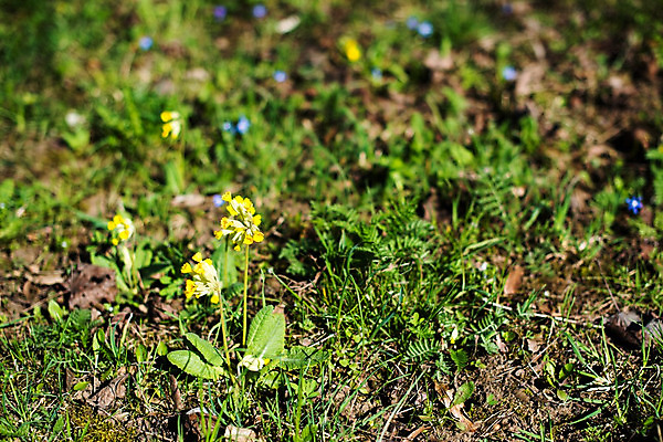 포토 JPG 해외이미지 식물 계절 공원 꽃잎 꽃 백그라운드 잎 꽃무늬 자연 사람없음 야외 초록색 노란색 봄 성장 벚꽃 신선 개화 내추럴 프리뮬러 해외202004 해외포토 공공시설 컬러 무늬 생태계 파일형식 이미지허브