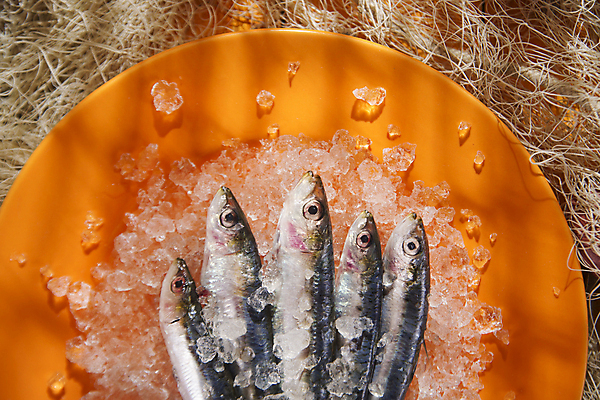 포토 JPG 해외이미지 접시 식재료 실내 사람없음 얼음 신선 그물 멸치 앤초비 해외202004 해외포토 자연요소 식기 어류 내부 파일형식 이미지허브