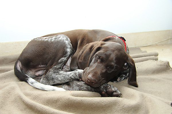 포토 JPG 해외이미지 동물 털 사람없음 반려동물 갈색 흰색 아기 개 강아지 사냥개 송곳니 기르기 유래 충고 해외202004 해외포토 컬러 포유류 사람 치아 돌봄 파일형식 이미지허브