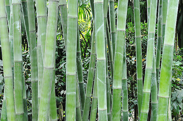 포토 JPG 해외이미지 나무 식물 줄기 잎 자연 동양인 사람없음 초록색 정원 중국 침묵 봄 성장 나뭇가지 신선 숲 대나무 묘사 질감 내추럴 해외202004 해외포토 계절 아시아 컬러 인종 소리 생태계 파일형식 이미지허브