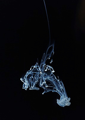 포토 JPG 스튜디오촬영 모양 컬러 백그라운드 검은배경 잉크 실내 사람없음 흐름 흰색 표현 액체 번짐 잉크백그라운드 국내포토 컨셉 내부 검은색 파일형식 효과