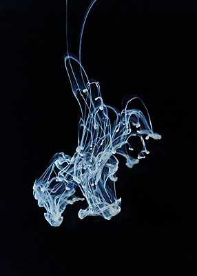 포토 JPG 스튜디오촬영 모양 컬러 백그라운드 검은배경 잉크 실내 사람없음 흐름 흰색 표현 액체 번짐 잉크백그라운드 국내포토 컨셉 내부 검은색 파일형식 효과