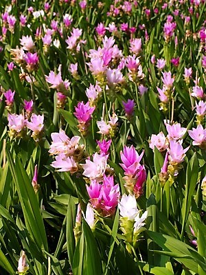 포토 JPG 해외이미지 식물 꽃잎 꽃 분홍색 꽃무늬 오렌지 자연 국화 사람없음 빨간색 여름 세트 컬러풀 장미 노란색 보라색 봄 활발 벚꽃 흰색 신선 개화 그룹 난초 변화 선택 백합 자르기 수집 달리아 제비꽃 묘사 코스모스 데이지 붓꽃 고립 섞기 아욱 많음 피튜니아 해외202004 해외포토 계절 컬러 컨셉 무늬 과일 모션 생태계 파일형식 이미지허브