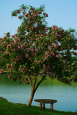 포토 JPG 해외이미지 나무 식물 꽃 호수 채소 자연 탁자 사람없음 야외 목재 초록색 물 파란색 햇빛 갈색 해외202004 해외포토 자연요소 컬러 가구 재료 태양 생태계 파일형식 이미지허브