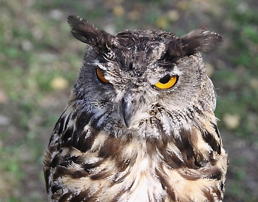 포토 JPG 해외이미지 동물 응시 야생동물 자연 조류 뿔 사람없음 야외 노란색 머리 관찰 큼 육식동물 부엉이 해외202004 해외포토 시선 컬러 모션 신체부위 크기 생태계 파일형식 이미지허브