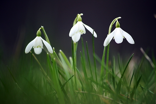 포토 JPG 해외이미지 꽃 사람없음 아웃포커스 스노드롭 해외202004 해외포토 식물 촬영기법 파일형식 이미지허브