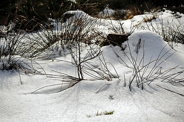 포토 JPG 해외이미지 식물 계절 꽃 백그라운드 잎 겨울 꽃무늬 자연 새로움 사람없음 야외 초록색 태양 정원 얼음 봄 추위 성장 벚꽃 흰색 신선 숲 심볼 속도 싱글 내추럴 해외202004 해외포토 자연요소 컬러 컨셉 무늬 생태계 파일형식 이미지허브