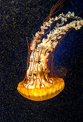 포토 JPG 해외이미지 한마리 사람없음 주황색 바닷속 수중동물 자포동물 해파리 해외202004 해외포토 동물 1 컬러 수중 파일형식 이미지허브