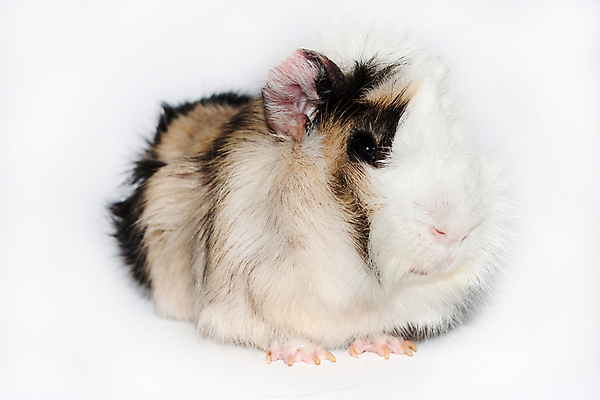 포토 JPG 해외이미지 동물 척추동물 1 응시 남자 백그라운드 포유류 털 사람 사람없음 옆모습 가로 반려동물 갈색 검은색 금지 흰색 아기 돼지 떨어짐 설치류 작음 자르기 가득함 슛 거짓말 고립 해외202004 해외포토 시선 뷰포인트 컬러 컨셉 모션 크기 파일형식 이미지허브