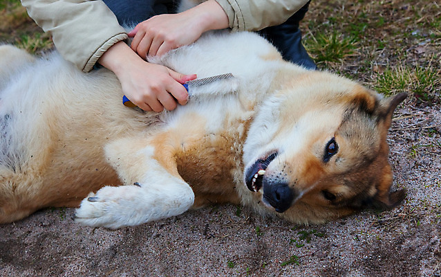 포토 JPG 해외이미지 동물 1 응시 남자 행복 모래 자연 털 한명 사람 야외 반려동물 노란색 검은색 힘 우정 기쁨 붓 머리빗 개 코 주둥이 주인 유지 신앙심 지능 해외202004 해외포토 시선 감정 컬러 포유류 신체부위 친구 미용용품 생태계 파일형식 이미지허브