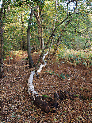 포토 JPG 해외이미지 나무 사람없음 목재 자작나무 배수구 삼림지대 해외202004 해외포토 식물 재료 숲 파일형식 이미지허브