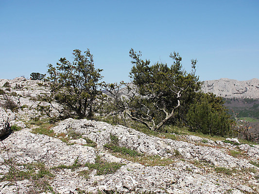 포토 JPG 해외이미지 나무 식물 구름 계절 야생동물 파도 바다 여행 자연 하늘 날씨 산 풍경 사람없음 야외 초록색 물 여름 파란색 빛 태양 여행객 침묵 봄 바위 소나무 만 언덕 휴양지 장면 침엽수 넘어짐 우크라이나 수평선 해외202004 해외포토 자연요소 동물 유럽 컬러 모션 사람 소리 장소 돌_바위 생태계 파일형식 이미지허브