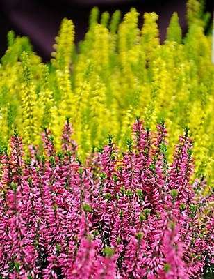 포토 JPG 해외이미지 나무 식물 디자인 계절 꽃잎 꽃 백그라운드 잎 꽃무늬 자연 하늘 추상 선물 사람없음 야외 가로 초록색 여름 파란색 머리 정원 보라색 봄 성장 벚꽃 흰색 나뭇가지 신선 개화 편안함 다발 순수 원예 향기 심플 라벤더 라일락 꽃수술 해외202004 해외포토 컬러 컨셉 무늬 취미 신체부위 감각 허브 생태계 냄새 파일형식 이미지허브