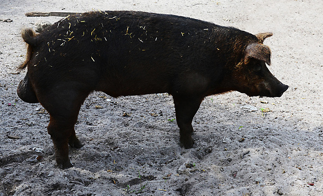 포토 JPG 해외이미지 동물 남자 행복 장난 포유류 서기 사람없음 농장 갈색 가축 돼지 주둥이 멧돼지 해외202004 해외포토 감정 컬러 농업 모션 사람 파일형식 이미지허브