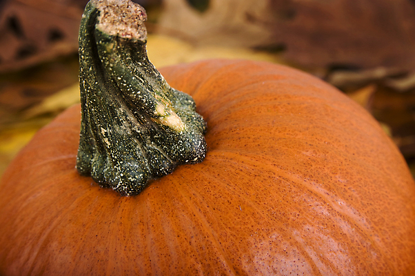 포토 JPG 해외이미지 계절 음식 줄기 백그라운드 잎 채소 오렌지 과일 자연 호박 휴가 요리 사람없음 빨간색 노란색 축제 할로윈 수확 가을 축하 닫기 자르기 굽기 먹기 박 추수감사절 고립 해외202004 해외포토 식물 기독교 컬러 컨셉 농업 모션 구이 생태계 파일형식 산업 종교 이미지허브