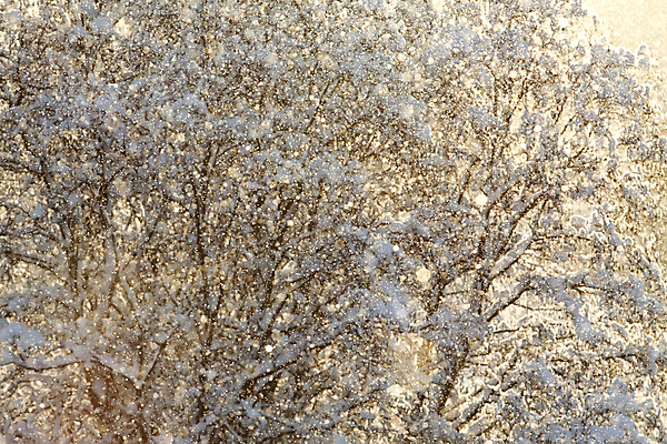 포토 JPG 해외이미지 계절 공원 조각 백그라운드 크리스마스 겨울 자연 추상 휴가 새해 사람없음 야외 가로 파란색 빛 갈색 환경 냉동 흰색 나뭇가지 신선 숲 신비 에코 러시아 내추럴 해외202004 해외포토 나무 공공시설 기념일 유럽 컬러 컨셉 무늬 생태계 파일형식 이미지허브