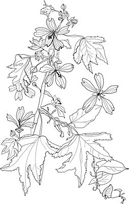 EPS 해외이미지 식물 계절 꽃 야생동물 백그라운드 잎 꽃무늬 패턴 일러스트 자연 흑백 그래픽 장식 펜 정원 검은색 흰색 나뭇가지 스케치 그림 생물학 판화 해외202004 해외일러스트 나무 동물 교육 컬러 무늬 촬영기법 미술 필기구 생태계 파일형식 벡터 이미지허브