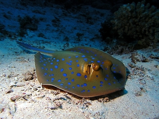 포토 JPG 해외이미지 식물 동물 야생동물 잎 자연 표면 어류 사람없음 물 반사 수중 투명 스노클링 산호 잠수부 암초 동물상 해외202004 해외포토 자연요소 조형물 수중동물 수상스포츠 자포동물 전문직 생태계 파일형식 이미지허브