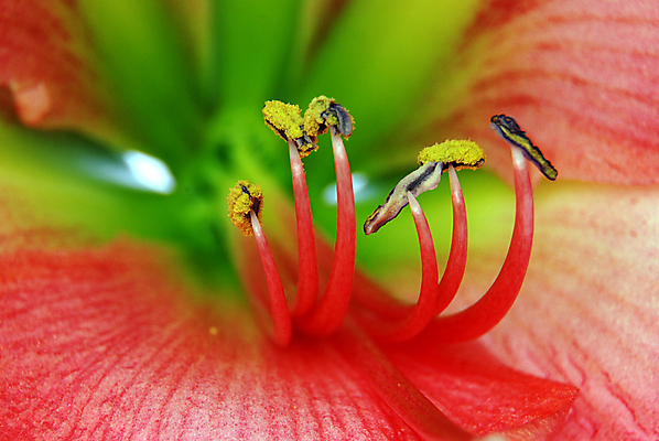 포토 JPG 해외이미지 식물 계절 꽃잎 꽃 백그라운드 크리스마스 패턴 오렌지 전구 추상 주택 사람없음 빨간색 노란색 난초 큼 꽃가루 꽃수술 해외202004 해외포토 기념일 컬러 무늬 과일 건물 크기 가루 파일형식 이미지허브