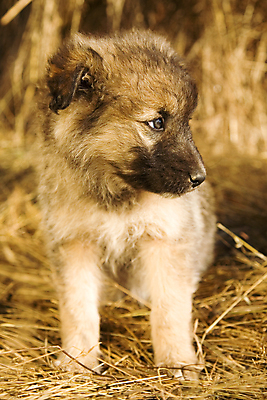 포토 JPG 해외이미지 동물 포유류 사람없음 반려동물 갈색 아기 신생아 양치기 개 달콤 강아지 볏짚 송곳니 해외202004 해외포토 직업 컬러 사람 맛 치아 짚 파일형식 이미지허브